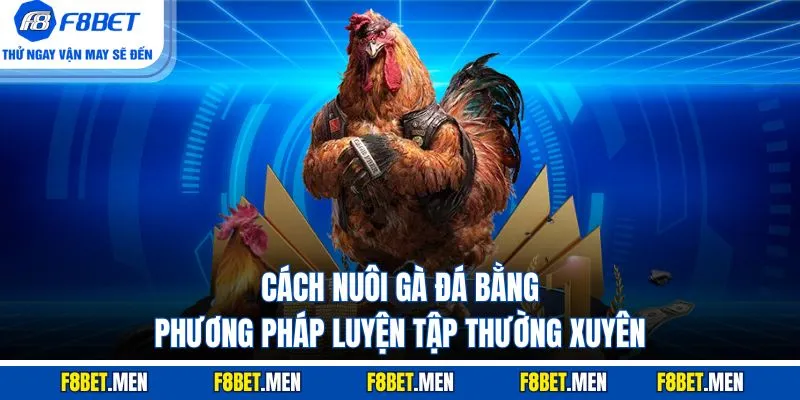 Cách Nuôi Gà Đá 100% Sung Mãn Hiệu Quả Cho Người Mới 4 Cách nuôi gà đá bằng phương pháp luyện tập thường xuyên