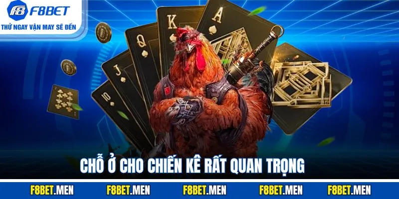Cách Nuôi Gà Đá 100% Sung Mãn Hiệu Quả Cho Người Mới 3 Chỗ ở cho chiến kê rất quan trọng