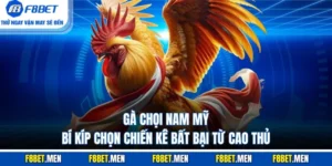 Gà Chọi Nam Mỹ