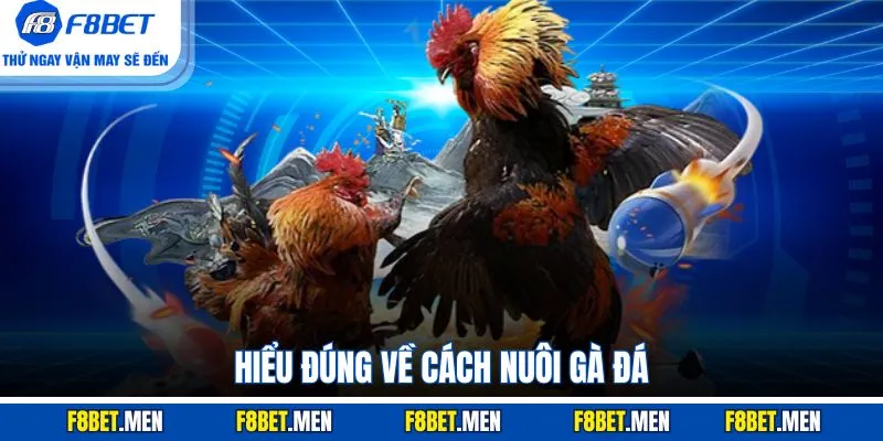Cách Nuôi Gà Đá 100% Sung Mãn Hiệu Quả Cho Người Mới 2 Hiểu đúng về cách nuôi gà đá