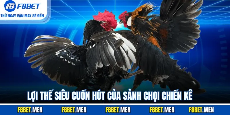 Lợi thế siêu cuốn hút của sảnh chọi chiến kê