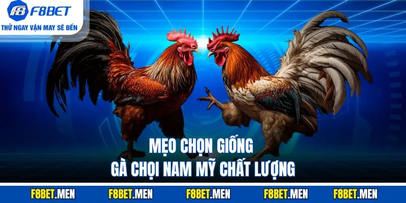 Gà Chọi Nam Mỹ - Bí Kíp Chọn Chiến Kê Bất Bại Từ Cao Thủ 4 Mẹo chọn giống gà chọi Nam Mỹ chất lượng